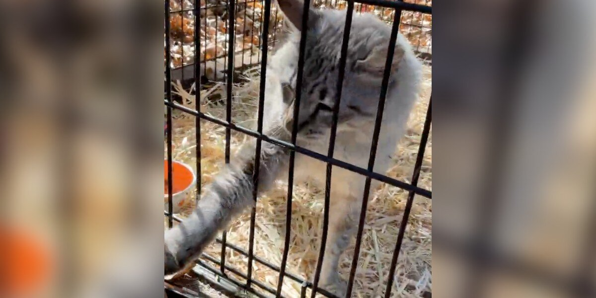 Missing Cat Hears His Mom’s Voice On Speaker — And Reaches Out For The Phone