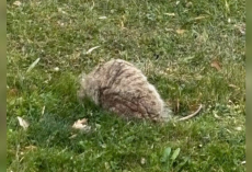 Family Comes Home To What Looks Like A ‘Breathing Rock’ — Then It Stands Up And Starts Limping
