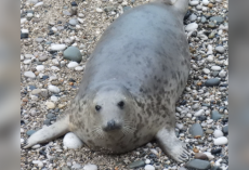 Seal Saved As An Orphan Returns Years Later — This Time With A Baby By Her Side