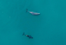 Scientists Hold Their Breath After Spotting The World’s Rarest Marine Mammal With A Baby