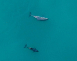 Scientists Hold Their Breath After Spotting The World’s Rarest Marine Mammal With A Baby