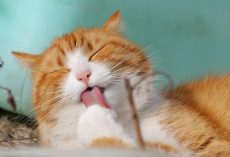 Why Do Cats Go Crazy For Catnip? The Science Behind The Obsession