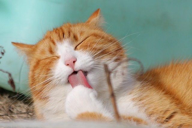 Why Do Cats Go Crazy For Catnip? The Science Behind The Obsession