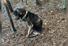 Shivering Dog Lay By The Road In The Rain — Until One Woman Finally Stopped