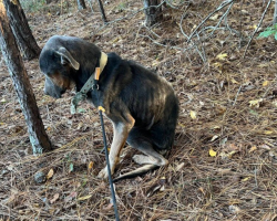 Shivering Dog Lay By The Road In The Rain — Until One Woman Finally Stopped