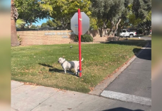 Dog Left Tied To Stop Sign Waits Faithfully — Not Knowing Her Family Isn’t Coming Back