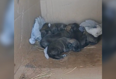Stray Dog Runs Up To Rescuer — And Leads Her Straight To A Box Of Newborn Puppies