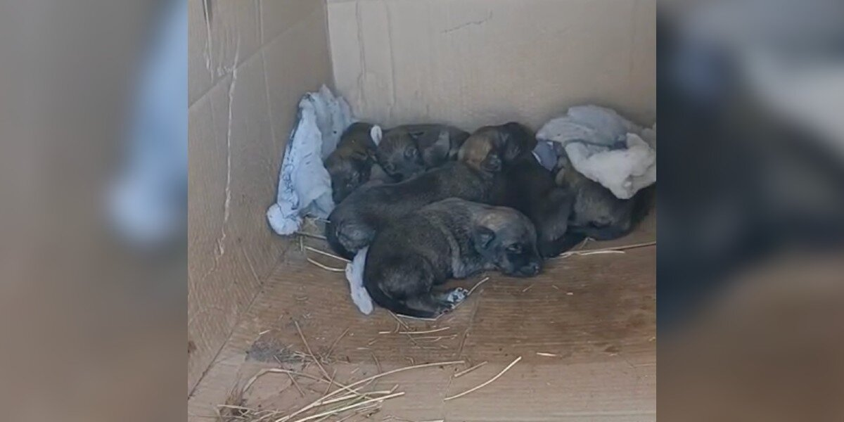 Stray Dog Runs Up To Rescuer — And Leads Her Straight To A Box Of Newborn Puppies