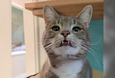 She’s Waited 700 Days For A Home — All Because Of Her Adorably “Derpy” Smile