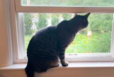 Her Cat Wouldn’t Stop Crying At The Window — Then They Realized He Was Sounding The Alarm