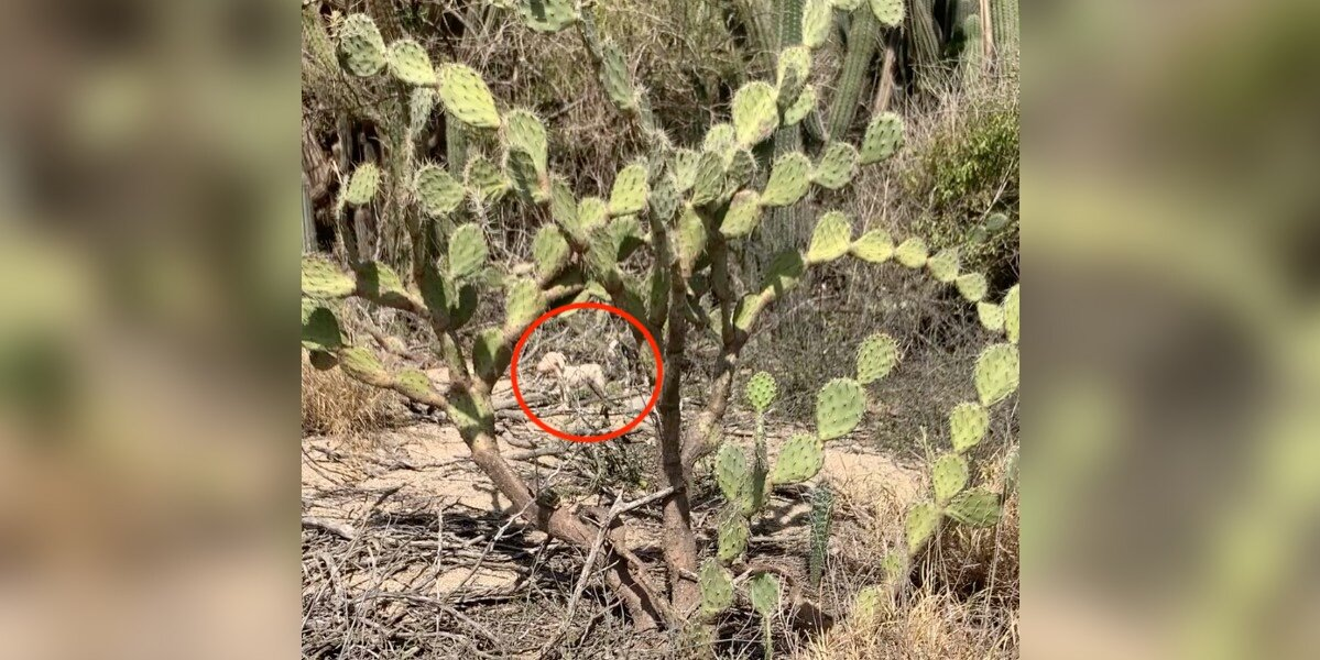 Abandoned In A Cactus Field, Six Terrified Puppies Clung To Each Other For Survival