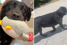 For 10 Months, This Shelter Dog Has Held His Plush Toy Tight — Hoping Someone Will Finally Choose Him