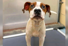 All His Siblings Were Adopted — But This Puppy Was Left Behind Because Of His ‘Different’ Nose