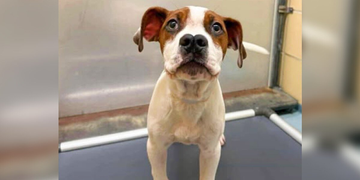 All His Siblings Were Adopted — But This Puppy Was Left Behind Because Of His ‘Different’ Nose