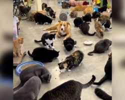 This Rescue Dog “Begs” To Join 350 Cats At A Sanctuary — And They Let Her
