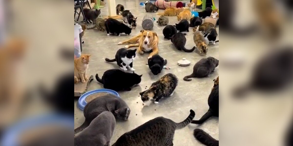 This Rescue Dog “Begs” To Join 350 Cats At A Sanctuary — And They Let Her
