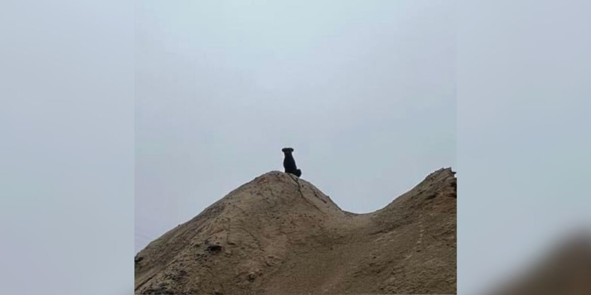 Factory Workers Notice a Silent ‘Gentle Giant’ Watching From Afar — And Refuse to Give Up on Her