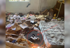 She Walked Into an Abandoned House in the Woods — and Found a Pile of Tiny Lives Huddled Together