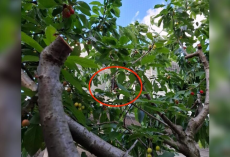 Woman Sees a Strange Black Shape Hanging in Her Cherry Tree — Then Realizes It’s a Bat in Trouble
