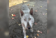 Dog Covered In Motor Oil Wandered The Streets For Months — Until Someone Finally Noticed Him