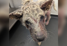 Dog Who Looked Like She Was “Covered In Concrete” Makes An Incredible Comeback