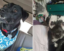 Family Watches In Amazement As Their Black Dog Slowly Changes Color