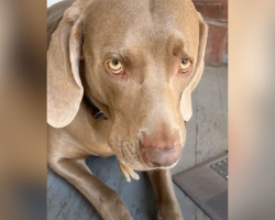 Woman Notices Tiny Feet Hanging From Her Dog’s Mouth And Rushes To Help