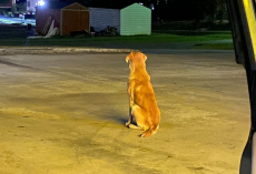 Loyal Dog Left In Store Parking Lot Kept Hoping His Owner Would Return