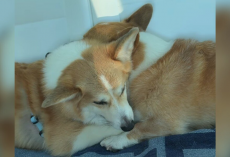Normally Grumpy Corgi Melts Hearts After Comforting His Sick Little Brother