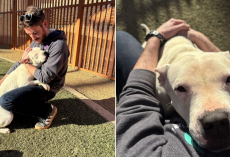 Sweet Shelter Dog Gives Hugs To Everyone She Meets While Waiting For A Family