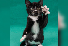 Sweet Kittens Keep Getting Overlooked Because Of One Small Medical Condition