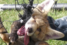 Baby Fox Tangled In Sports Netting Rescued Just In Time