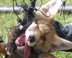 Baby Fox Tangled In Sports Netting Rescued Just In Time
