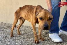 Severely Emaciated Shelter Dog Makes Incredible Comeback After Finally Finding Love