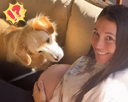 The Moment This Dog Felt A Baby Kick…He Never Left Her Side Again
