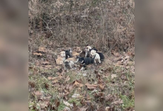 Mail Carrier Finds 16 Abandoned Puppies Huddled Together In The Woods