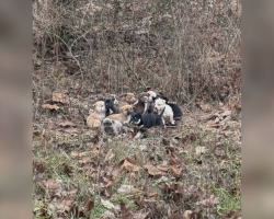 Mail Carrier Finds 16 Abandoned Puppies Huddled Together In The Woods
