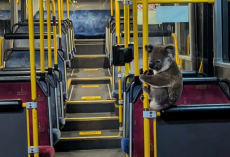 Bus Driver Stops Traffic To Rescue Lost Koala And Give Him A Safe Ride