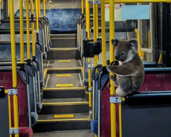 Bus Driver Stops Traffic To Rescue Lost Koala And Give Him A Safe Ride