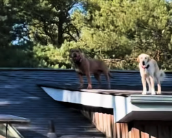 Woman Finds Her Dogs On The ROOF — And Its Just Another Day For Them