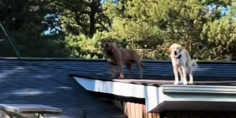 Woman Finds Her Dogs On The ROOF — And Its Just Another Day For Them