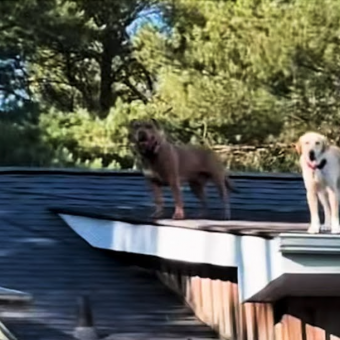 Woman Finds Her Dogs On The ROOF — And Its Just Another Day For Them