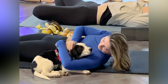 Shelter Puppy Picks One Woman At Yoga Class — And Won’t Leave Her Side
