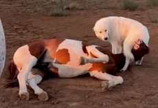 Rescued Baby Horse Learns To Trust With Help From A Puppy