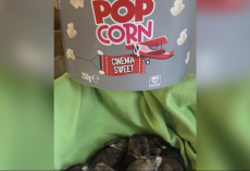 Wildlife Rescuers Stunned When Someone Arrives Carrying A Bucket Full Of Tiny Babies