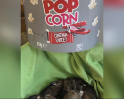 Wildlife Rescuers Stunned When Someone Arrives Carrying A Bucket Full Of Tiny Babies