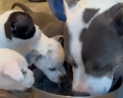 Mama Pittie and Her Nine Puppies Rescued Just in Time From Traffic
