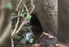 Loyal Mama Dog Protects Her Puppies Beneath A Tree Until Rescuers Finally Find Her