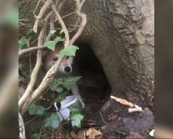 Loyal Mama Dog Protects Her Puppies Beneath A Tree Until Rescuers Finally Find Her