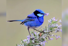 These Tiny Birds Bring Flower Petals To Their Crushes For An Adorable Reason